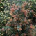 红芽罗汉松盆栽植物台湾海岛罗汉松