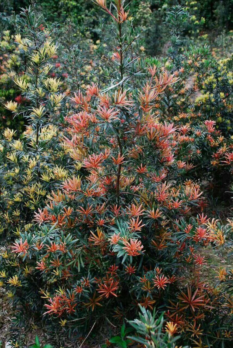 红芽罗汉松盆栽植物台湾海岛罗汉松