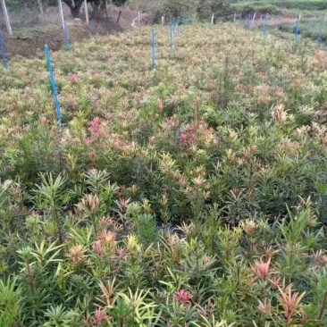 红芽罗汉松盆栽植物台湾海岛罗汉松