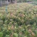 红芽罗汉松盆栽植物台湾海岛罗汉松