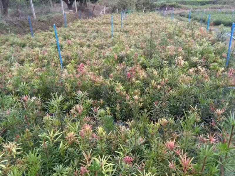 红芽罗汉松盆栽植物台湾海岛罗汉松