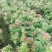 红芽罗汉松盆栽植物台湾海岛罗汉松