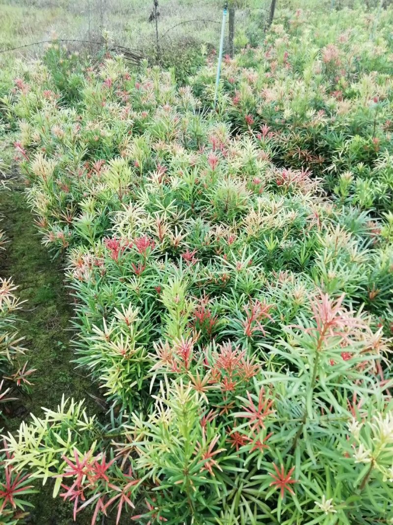 红芽罗汉松盆栽植物台湾海岛罗汉松