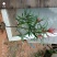 红芽罗汉松盆栽植物台湾海岛罗汉松