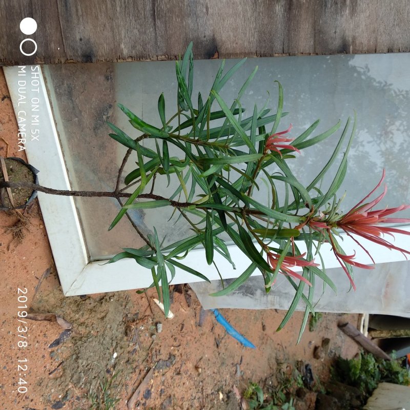 红芽罗汉松盆栽植物台湾海岛罗汉松