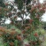 红芽罗汉松盆栽植物台湾海岛罗汉松