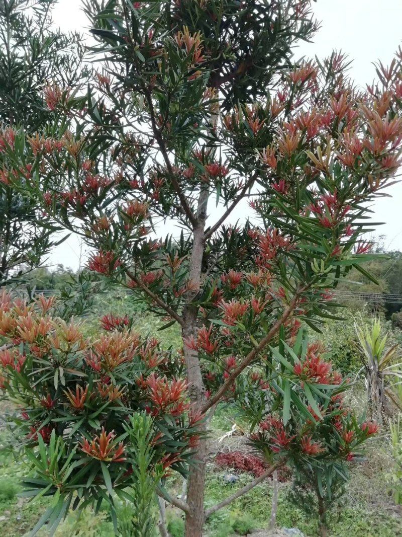 红芽罗汉松盆栽植物台湾海岛罗汉松