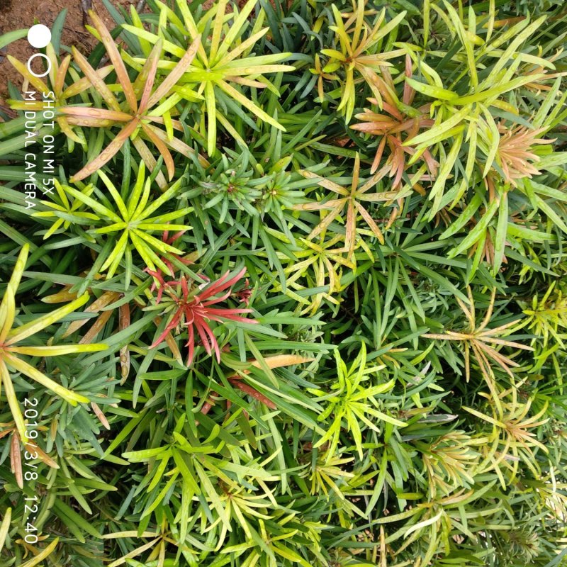 红芽罗汉松盆栽植物台湾海岛罗汉松