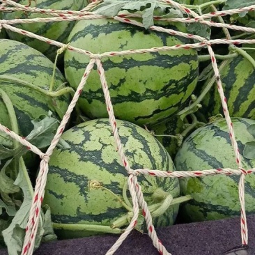 万亩优质美都西瓜大量上市基地直供质量保证一手货源