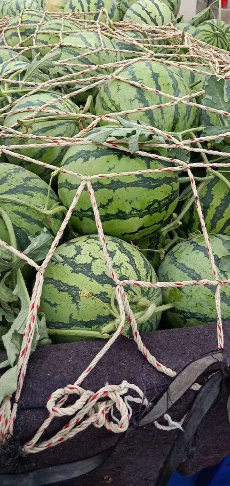 万亩优质美都西瓜大量上市基地直供质量保证一手货源