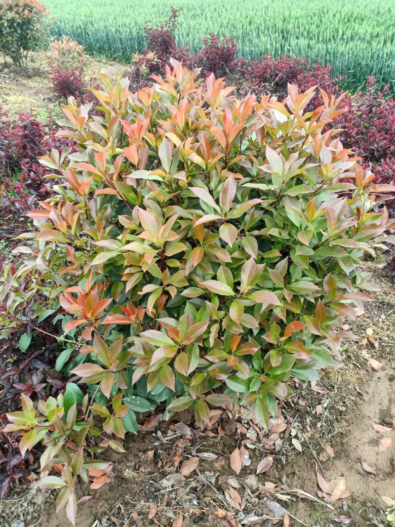 红叶石楠球