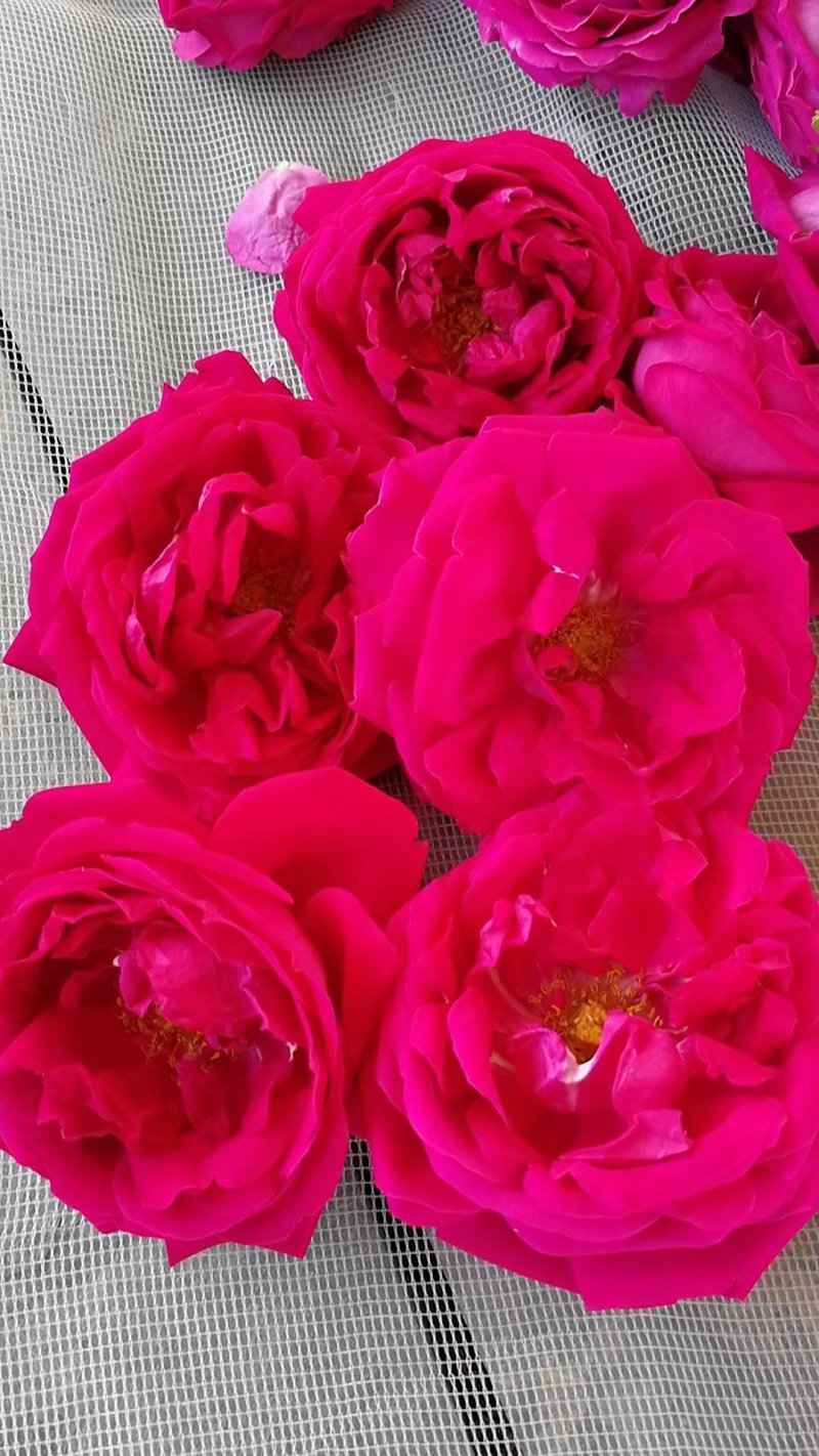 玫瑰干花，滇红🌹，玫瑰🌹糖浆，等等，有需要的，联系，
