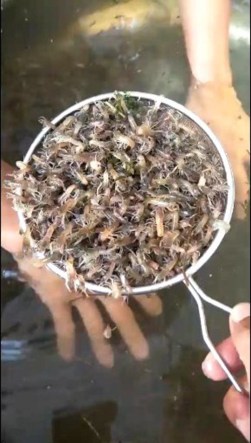 澳洲淡水龙虾苗。个本大。口感好，肉质多。生长速度快。