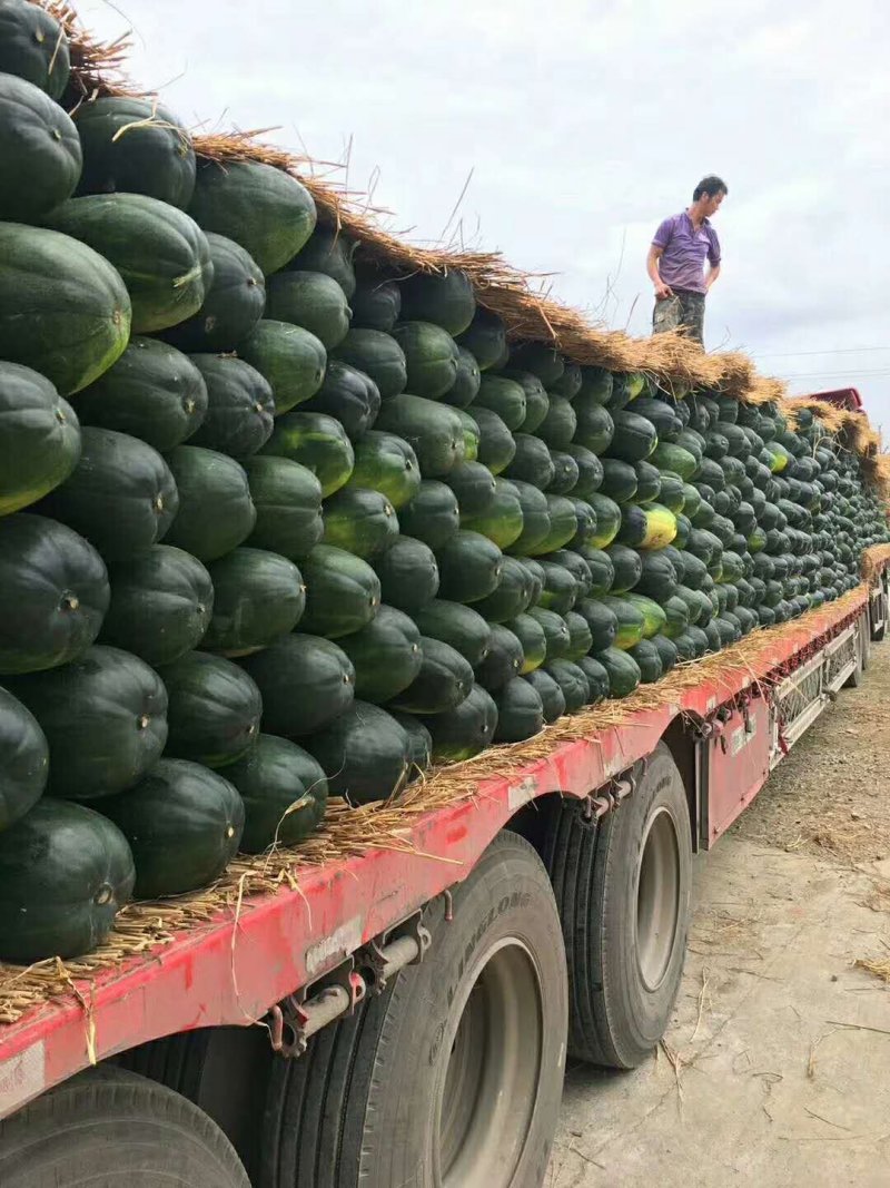 瓜类大量供应优质黑皮冬瓜