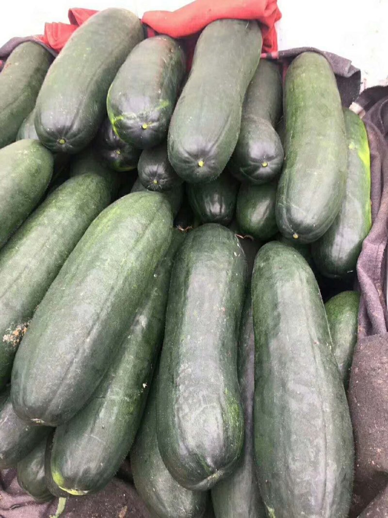 瓜类大量供应优质黑皮冬瓜