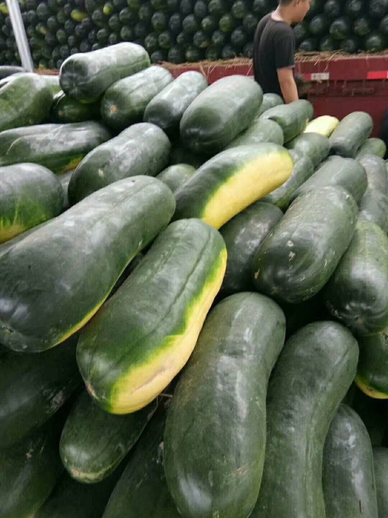 瓜类大量供应优质黑皮冬瓜