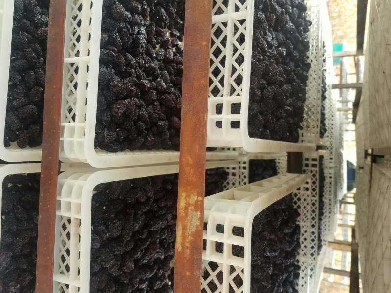 黑枣紫金枣乌枣泡酒枣熏枣非红枣免洗狗头枣南枣马牙枣