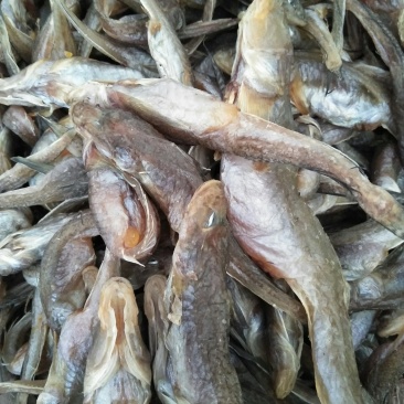 油光鱼