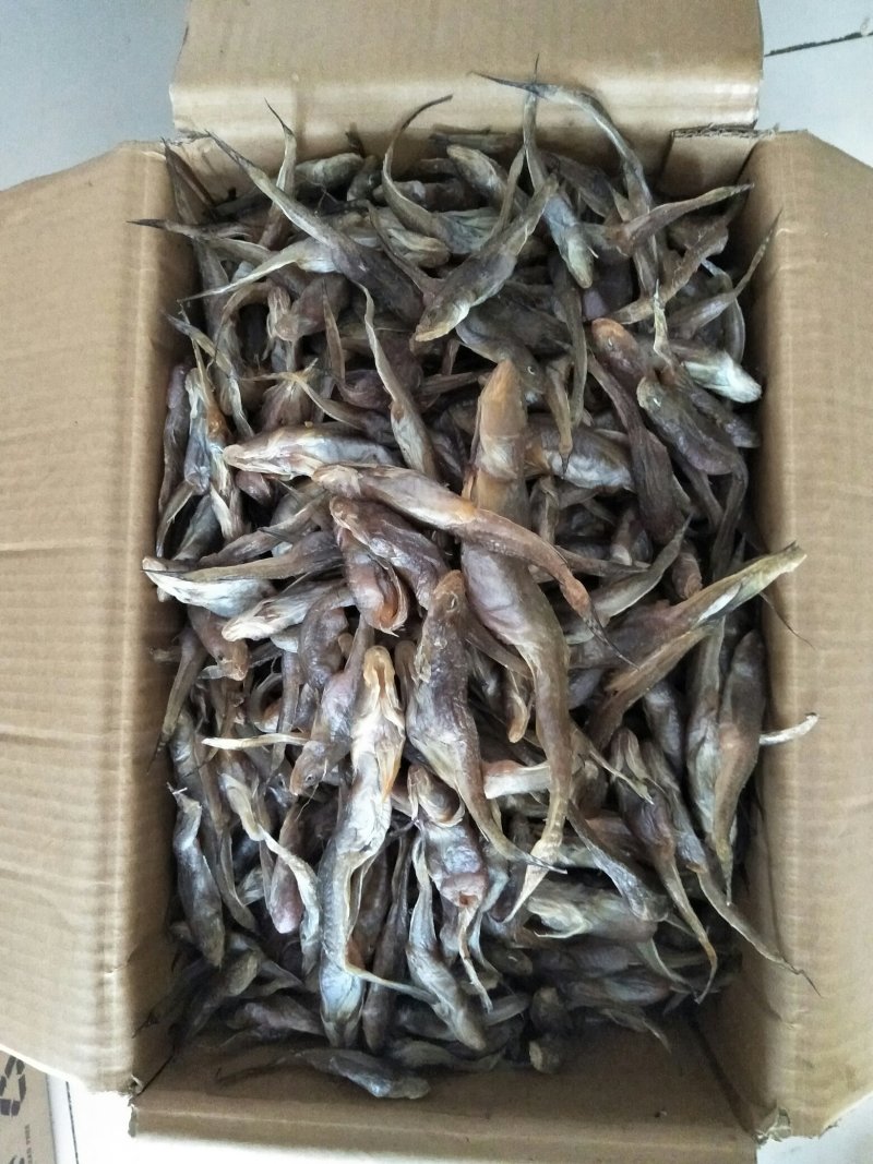 油光鱼