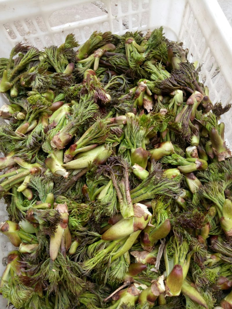 刺嫩芽批发…，黑龙江刺嫩芽