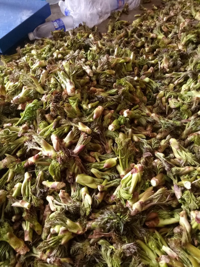 刺嫩芽批发…，黑龙江刺嫩芽