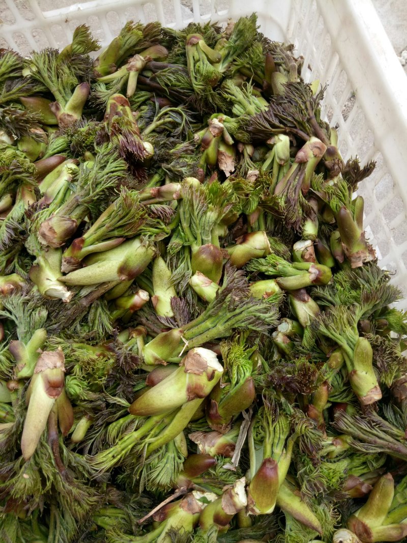 刺嫩芽批发…，黑龙江刺嫩芽