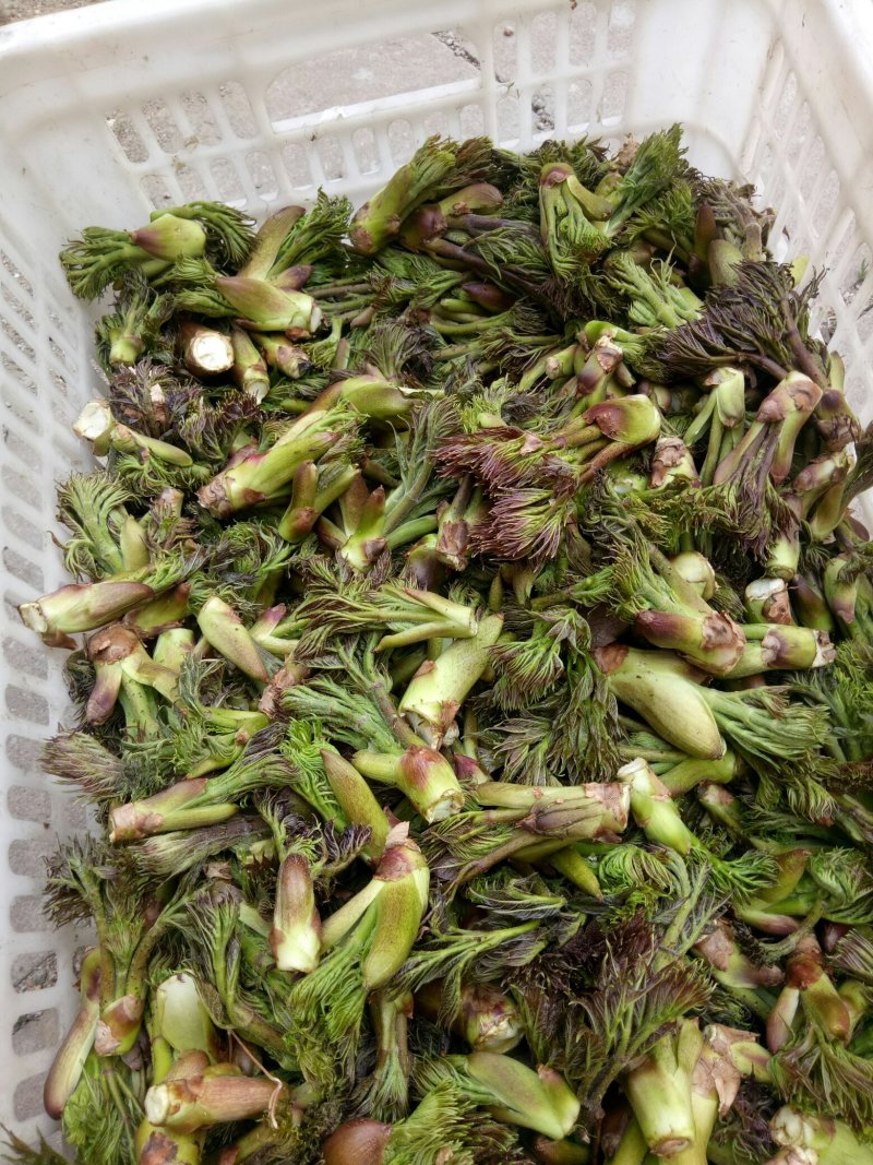 刺嫩芽批发…，黑龙江刺嫩芽