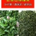 【喝好茶】2023新茶厂家批发正宗日照绿500g包邮尝鲜