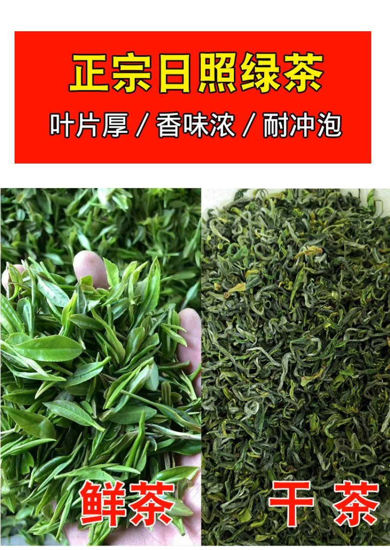 【喝好茶】2023新茶厂家批发正宗日照绿500g包邮尝鲜