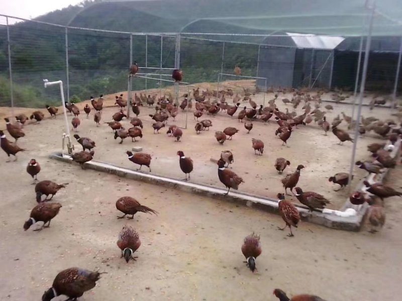 山鸡苗七彩山鸡环颈雉鸡可视频看货场地直销