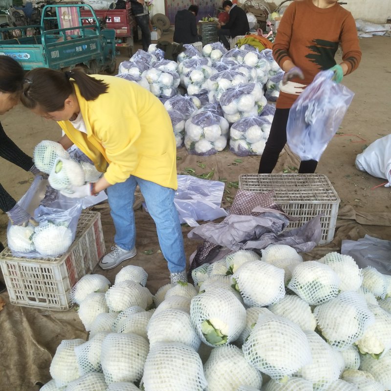 菜花精品松花菜产地直发电商市场商超货源欢迎选购