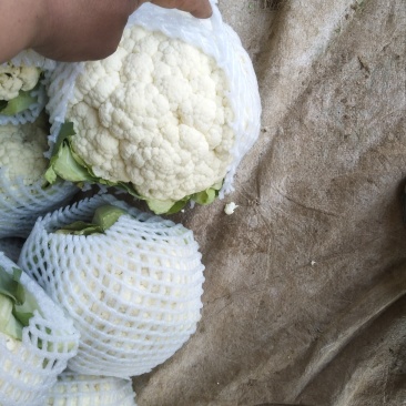 菜花精品松花菜产地直发电商市场商超货源欢迎选购