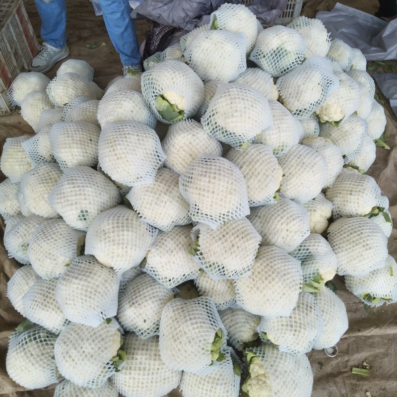 菜花精品松花菜产地直发电商市场商超货源欢迎选购