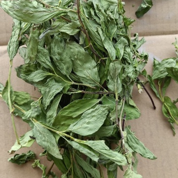 本合作社有薄荷叶十三吨，需要的请联系一亩田