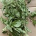 本合作社有薄荷叶十三吨，需要的请联系一亩田