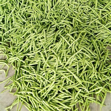 四季豆
