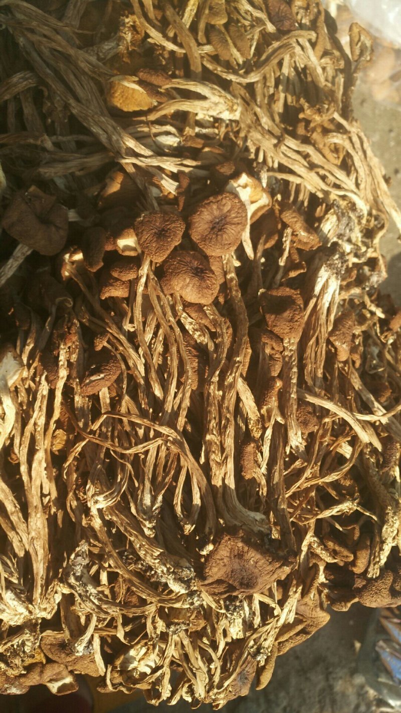农家茶树菇，未开伞冰雹茶树菇，12公分以上，食用菌干货