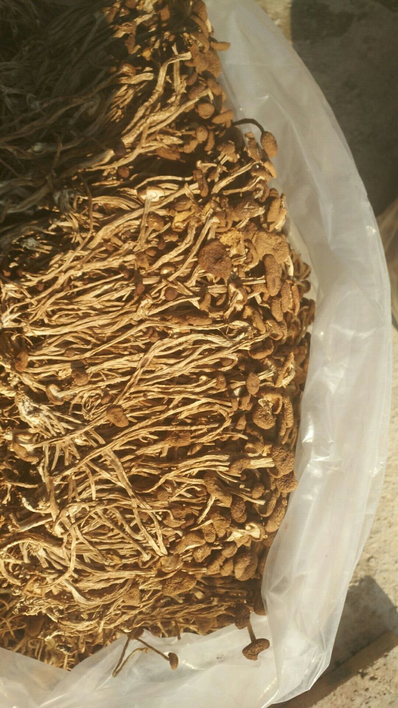 农家茶树菇，未开伞冰雹茶树菇，12公分以上，食用菌干货