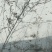 中药树皮类水曲柳苗
