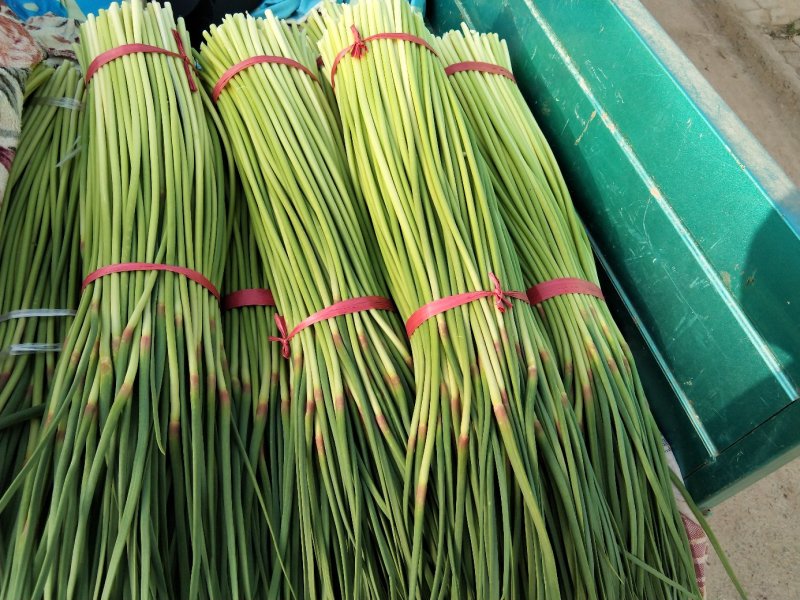 蒜苔优质红帽，白帽蒜薹即将大量上市，货源充足，产地直供，