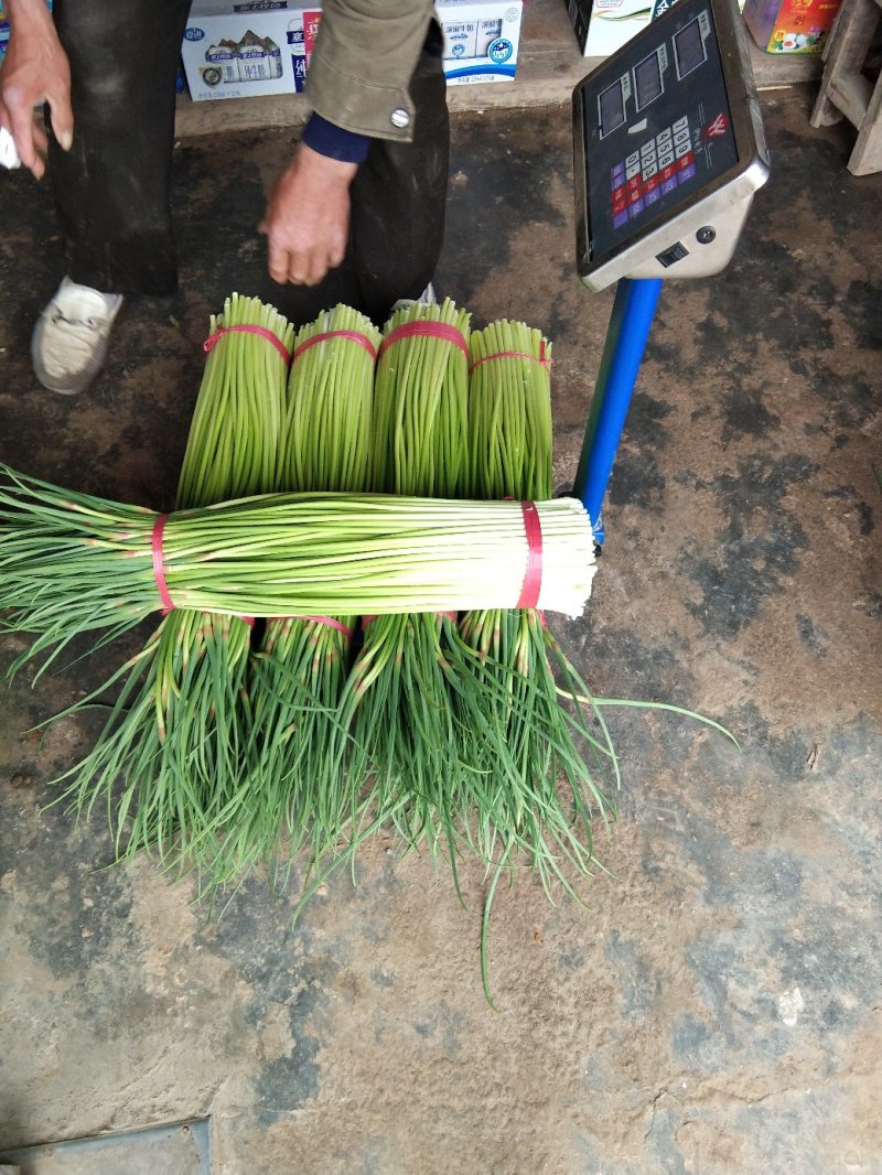蒜苔优质红帽，白帽蒜薹即将大量上市，货源充足，产地直供，