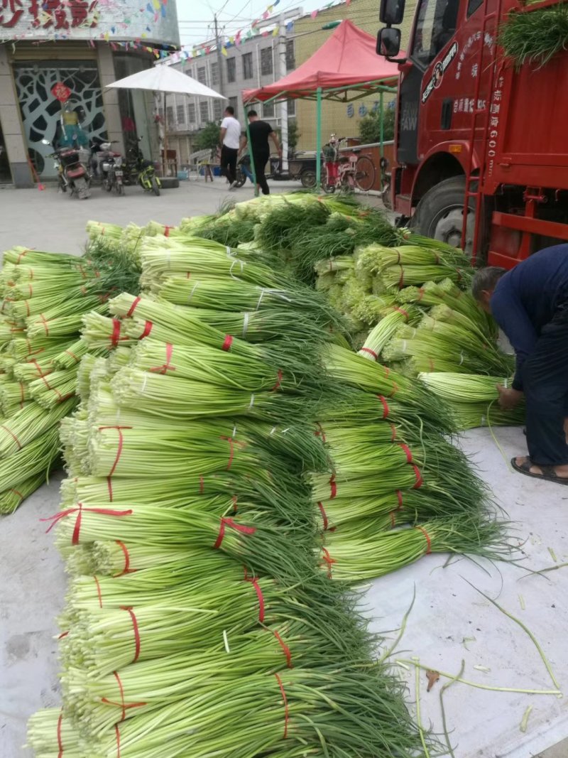 蒜苔优质红帽，白帽蒜薹即将大量上市，货源充足，产地直供，