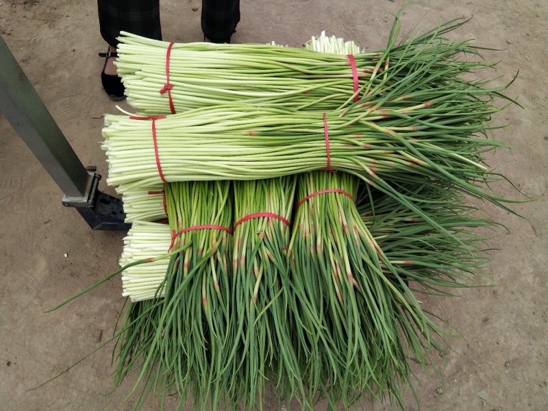 蒜苔优质红帽，白帽蒜薹即将大量上市，货源充足，产地直供，