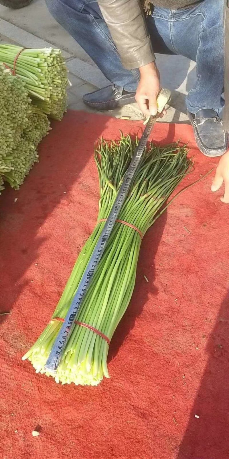 蒜苔优质红帽，白帽蒜薹即将大量上市，货源充足，产地直供，