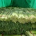 蒜苔优质红帽，白帽蒜薹即将大量上市，货源充足，产地直供，