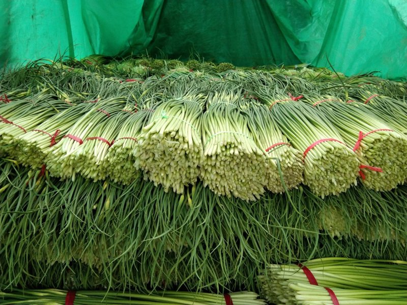 蒜苔优质红帽，白帽蒜薹即将大量上市，货源充足，产地直供，