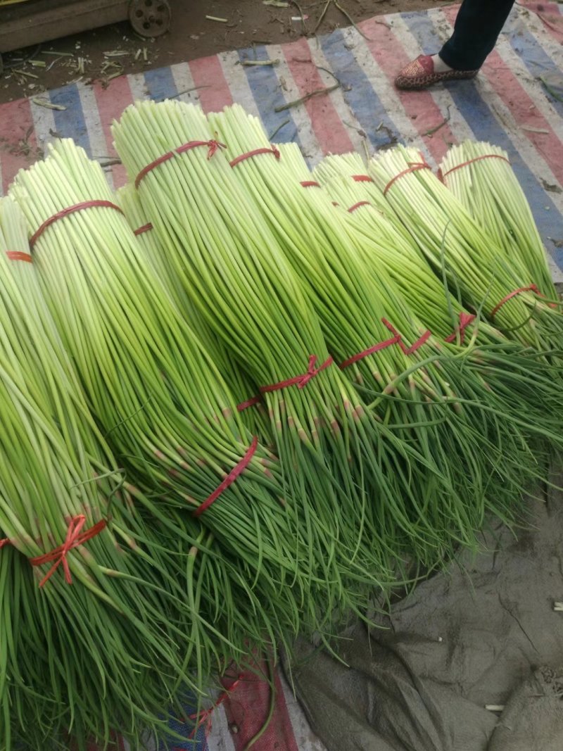 蒜苔优质红帽，白帽蒜薹即将大量上市，货源充足，产地直供，