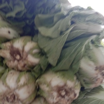 大白菜