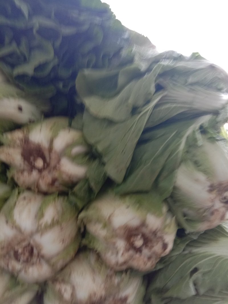大白菜