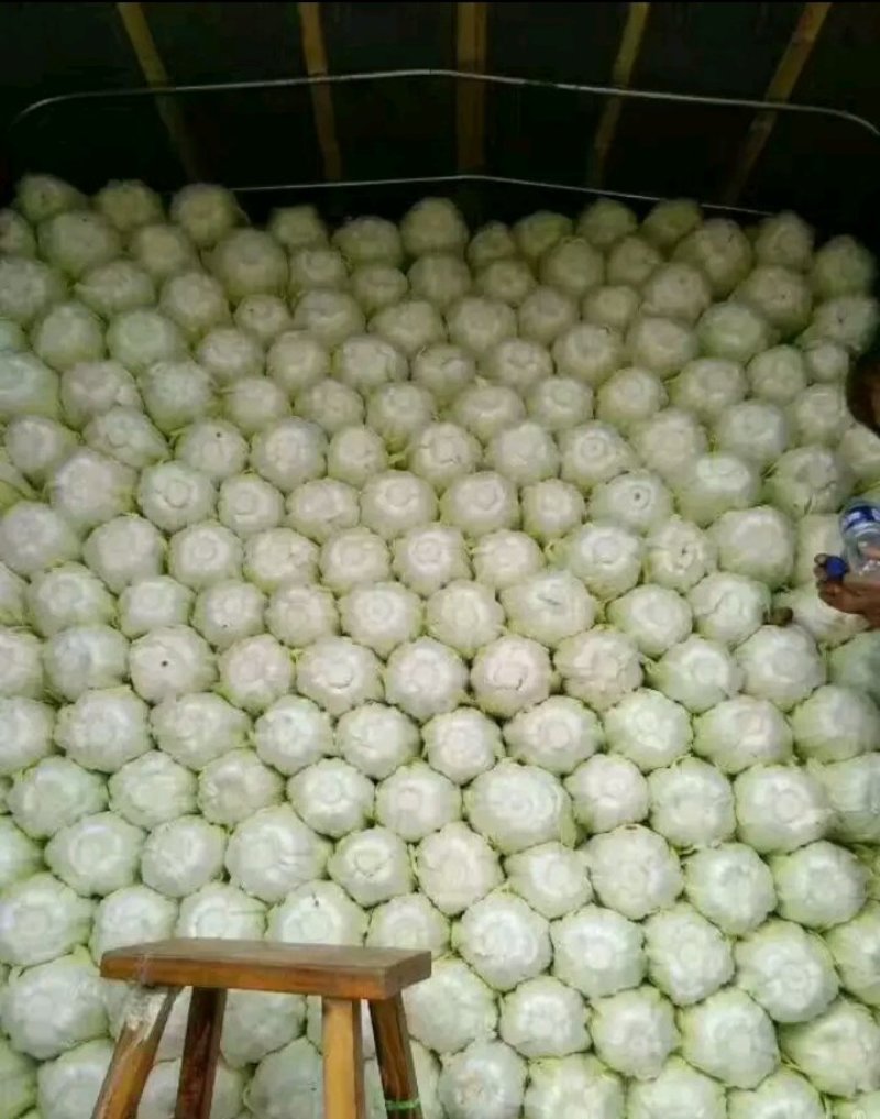黄心白菜，供应量大，供货期长
